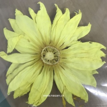 Lotus Flower Dryer
