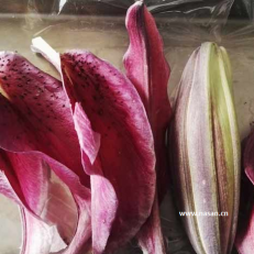 Greenish lily flower freeze dryer