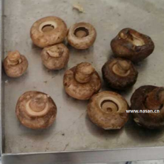 Freeze Mushroom Dryer