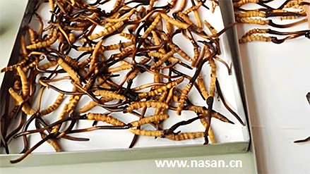 Secador de Cordyceps sinensis