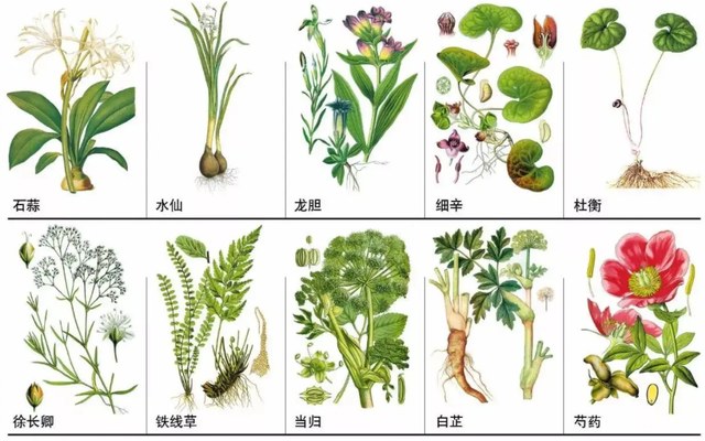 Herbs Dryer